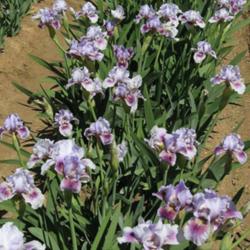 Location: Catheys Valley CA
Date: 04-04-2015
Photo courtesy of Superstition Iris Gardens, posted with permissi