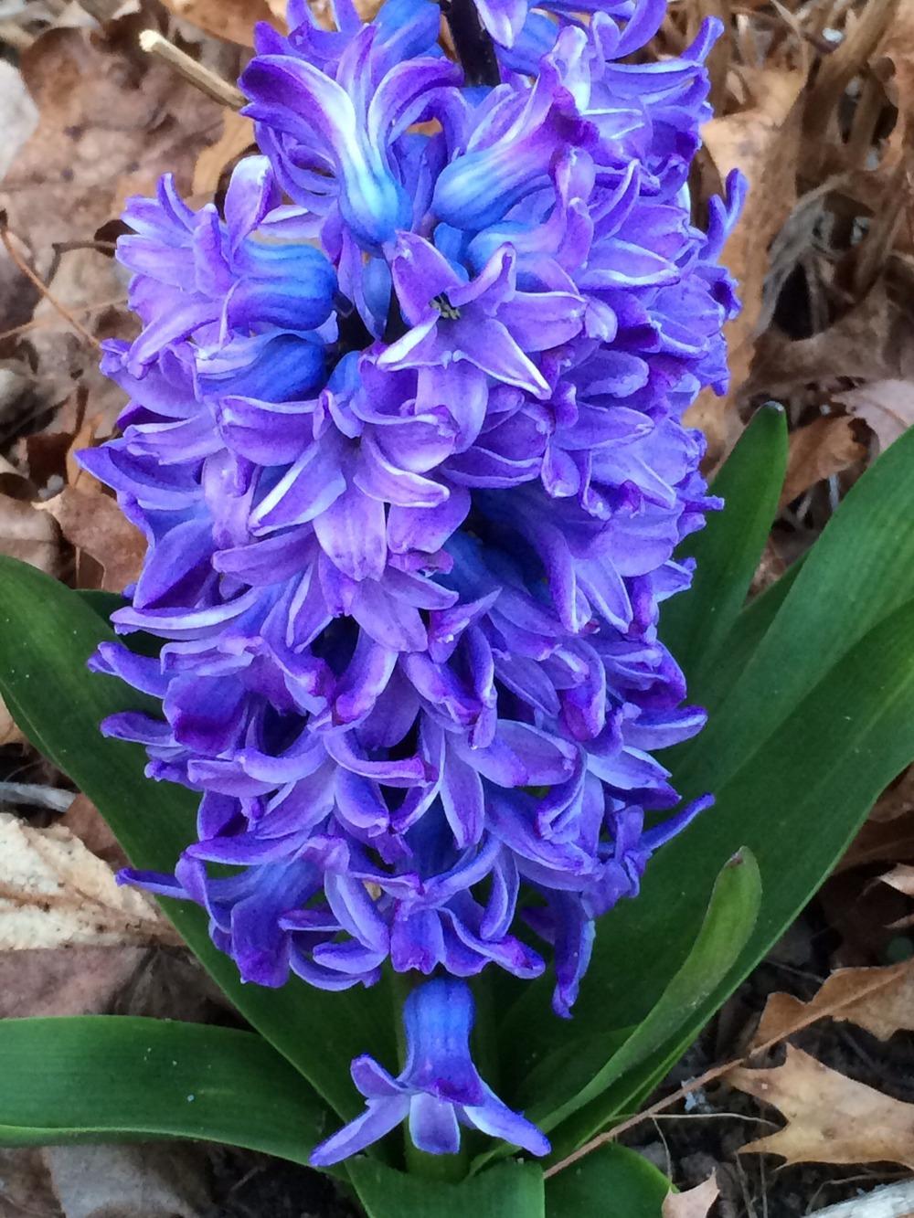 Photo of Dutch Hyacinth (Hyacinthus orientalis 'Delft Blue') uploaded by Njiris