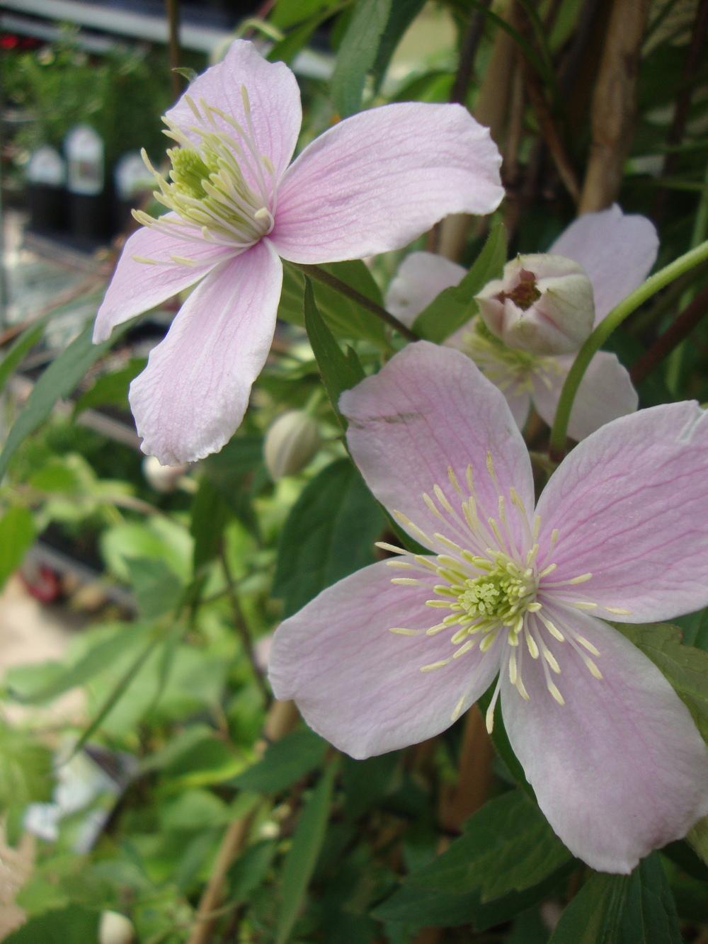 Photo of Clematis (Clematis montana 'Rubens') uploaded by Paul2032