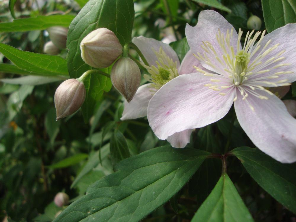 Photo of Clematis (Clematis montana 'Rubens') uploaded by Paul2032