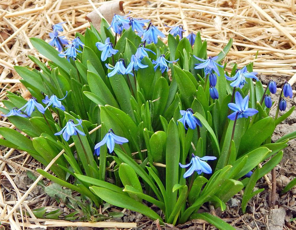 Photo of Siberian Squill (Scilla siberica) uploaded by TBGDN
