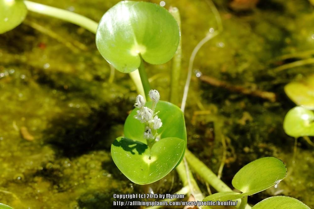 Photo of Kidneyleaf Mudplantain (Heteranthera reniformis) uploaded by bonitin