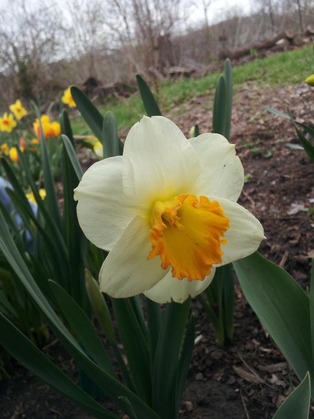 Photo of Trumpet Daffodil (Narcissus 'Orange Sunset') uploaded by gemini_sage