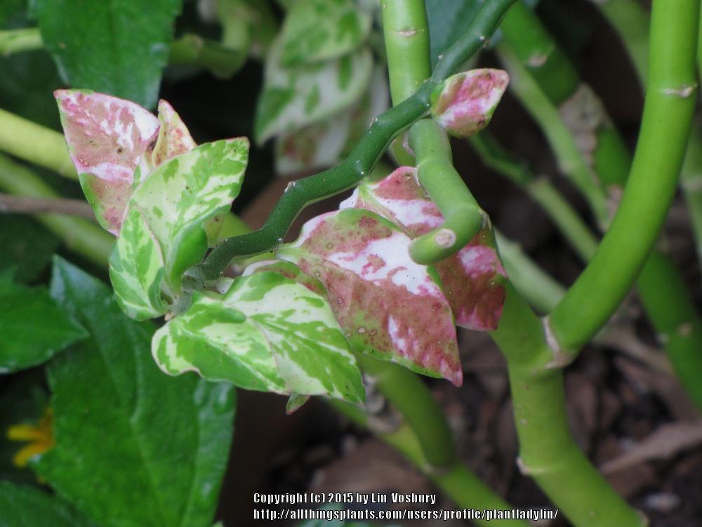 Photo of Variegated Devil's Backbone (Euphorbia tithymaloides 'Variegata') uploaded by plantladylin
