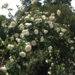 Location: Historic Rose Garden, Historic City Cemetery, Sacramento CA.
Date: 2015-04-06
