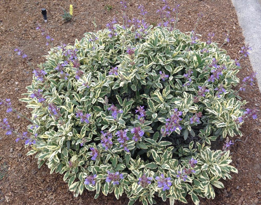 Photo of Sage (Salvia officinalis 'Berggarten Variegated') uploaded by HamiltonSquare