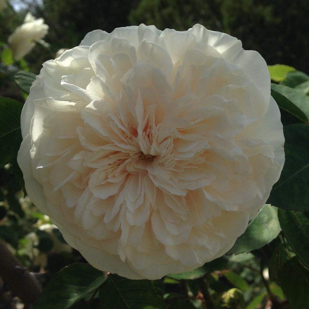 Photo of Rose (Rosa 'Sombreuil') uploaded by HamiltonSquare