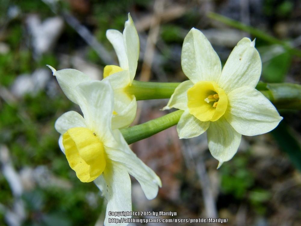 Photo of Tazetta Daffodil (Narcissus tazetta subsp. tazetta) uploaded by Marilyn