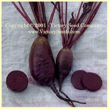 Photo of Beet (Beta vulgaris 'Cylindra') uploaded by MikeD