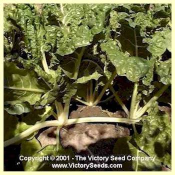 Photo of Swiss Chard (Beta vulgaris var. cicla 'Lucullus') uploaded by MikeD