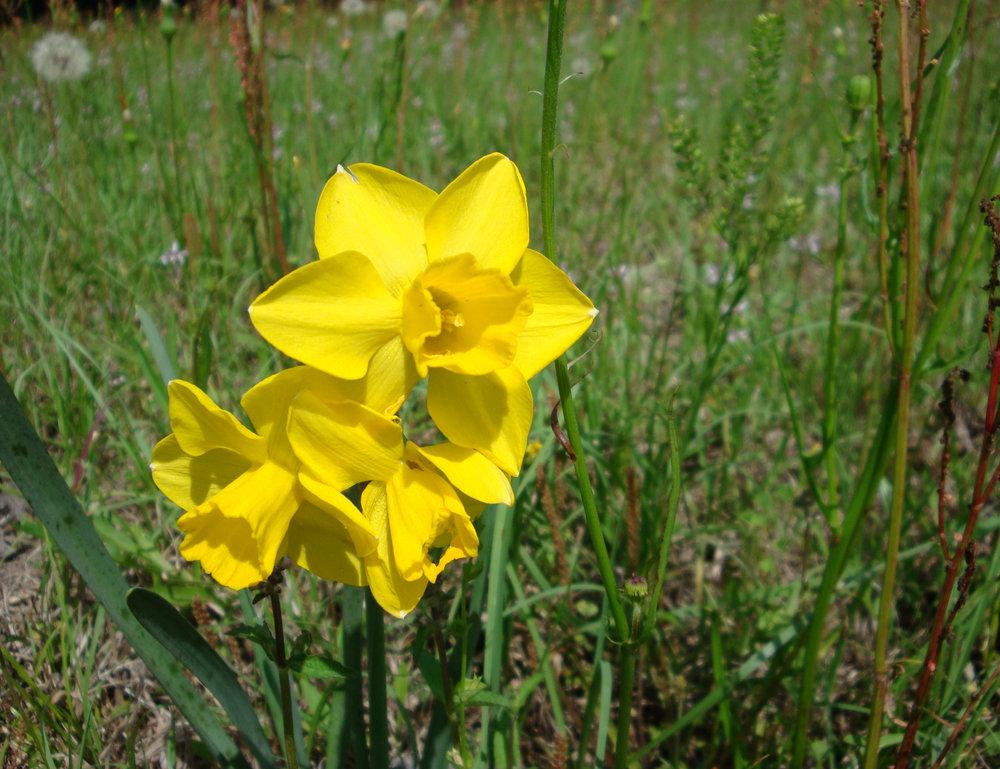 Photo of Jonquilla Daffodil (Narcissus 'Quail') uploaded by flaflwrgrl