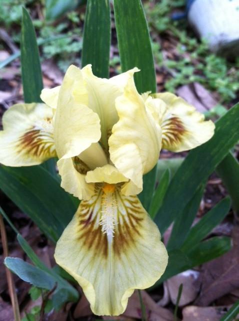 Photo of Standard Dwarf Bearded Iris (Iris 'Amazon Princess') uploaded by grannysgarden