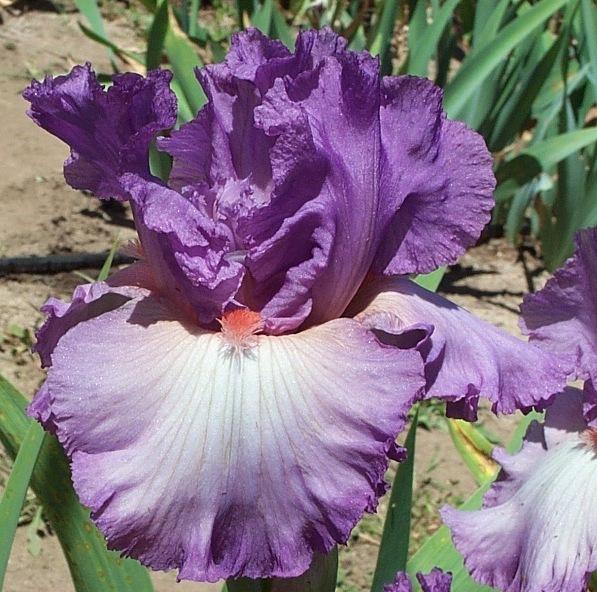 Photo of Tall Bearded Iris (Iris 'Designing Woman') uploaded by Calif_Sue