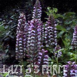 Photo of Bear's Breeches (Acanthus 'Morning Candle') uploaded by Joy