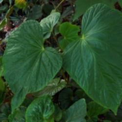 Location: Louisiana
Date: June 2014
Leaves on male plant;  unusually roxburghii is dioecious begonia.
