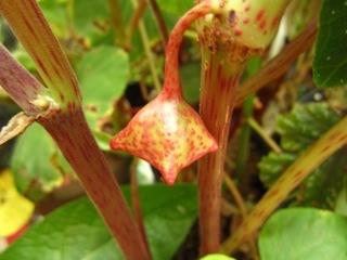 Photo of Begonia (Begonia roxburghii) uploaded by LAbegoniac
