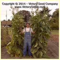 Location: Victory Seed Company - Liberal, OR
A dang-dirty farmer . . . Image used with permission of the Victo