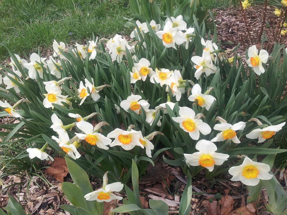 Photo of Large-Cupped Daffodil (Narcissus 'Flower Record') uploaded by gemini_sage