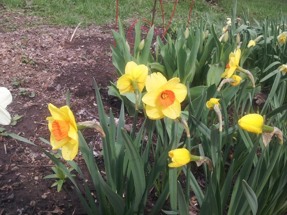 Photo of Large Cupped Daffodil (Narcissus 'Serola') uploaded by gemini_sage