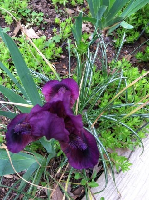 Photo of Standard Dwarf Bearded Iris (Iris 'Bloodspot') uploaded by grannysgarden