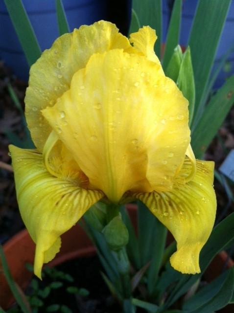 Photo of Standard Dwarf Bearded Iris (Iris 'Mister Roberts') uploaded by grannysgarden