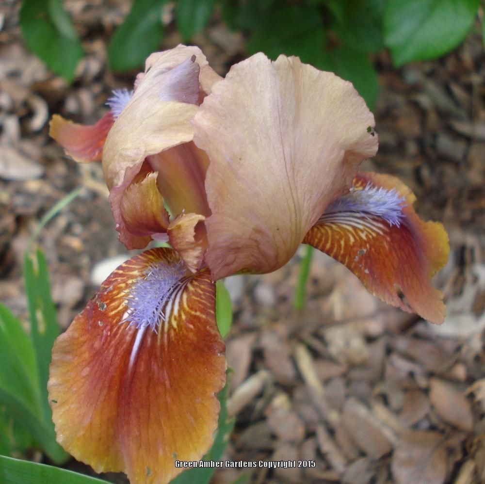 Photo of Standard Dwarf Bearded Iris (Iris 'Tantara') uploaded by lovemyhouse