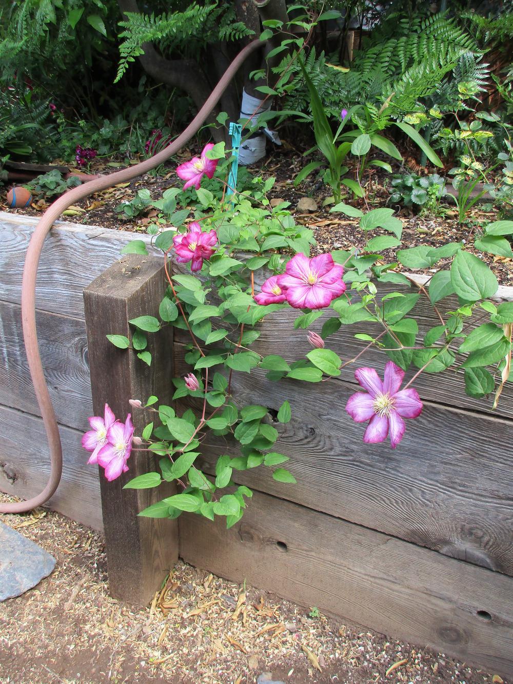 Photo of Clematis 'Ville de Lyon' uploaded by sequoia