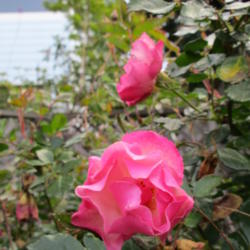 Location: California
Date: 2015-04-06
simple single flowering rose with a neat compact habit