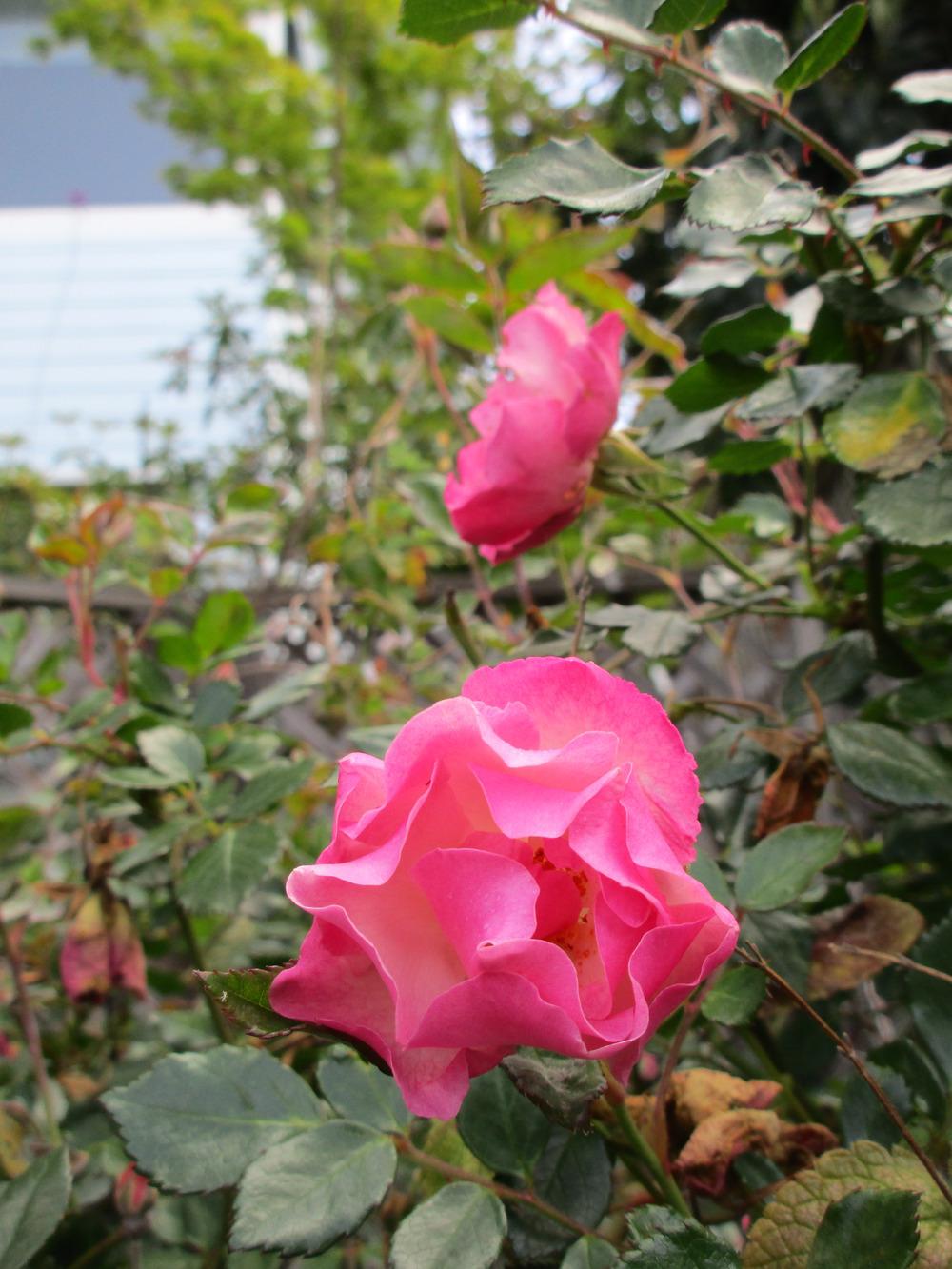 Photo of Rose (Rosa 'La Marne') uploaded by sequoia