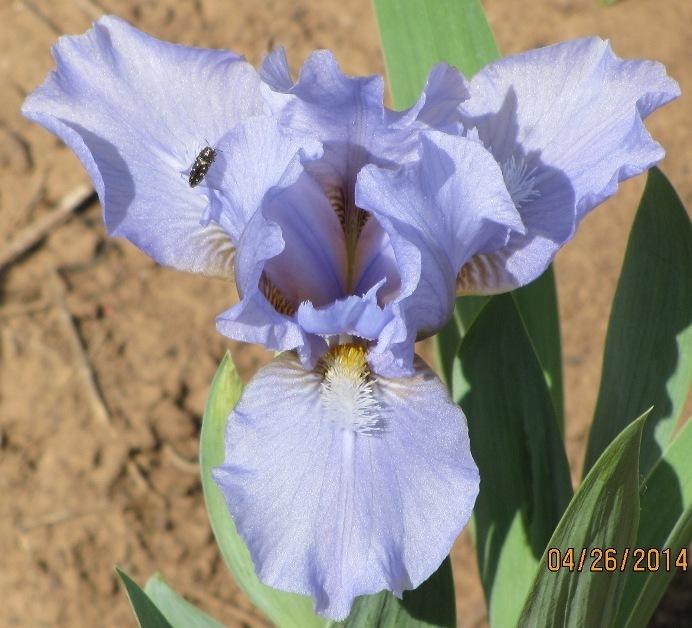 Photo of Standard Dwarf Bearded Iris (Iris 'At First Sight') uploaded by Bloombuddie