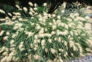 Photo of Feathertop Fountain Grass (Cenchrus longisetus) uploaded by Calif_Sue
