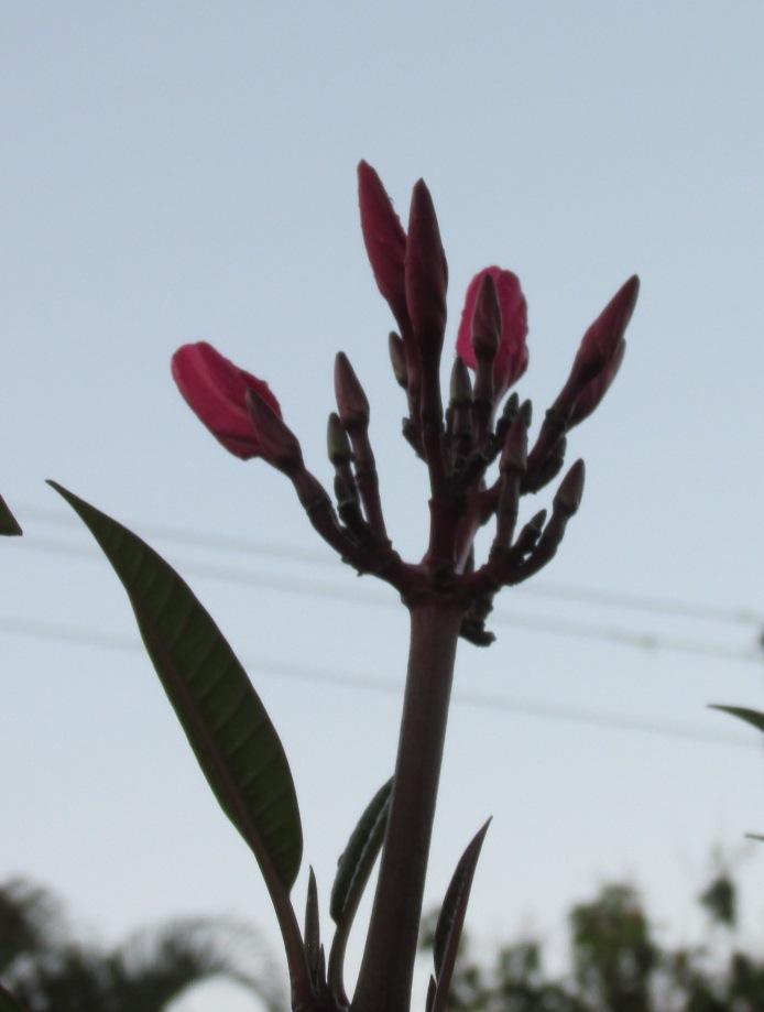 Photo of Plumeria (Plumeria rubra 'Marengo') uploaded by Dutchlady1