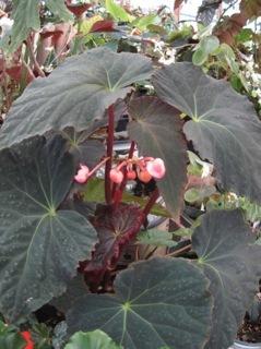 Photo of Begonia 'Freda's Mystery' uploaded by LAbegoniac