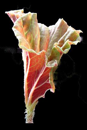 Photo of Begonia (Begonia barkeri) uploaded by LAbegoniac