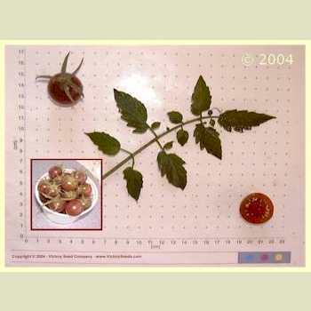 Photo of Tomato (Solanum lycopersicum 'Black Cherry') uploaded by MikeD