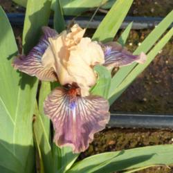 Location: Catheys Valley CA
Date: 3-18-2015
Photo courtesy of Superstition Iris Gardens, posted with permissi