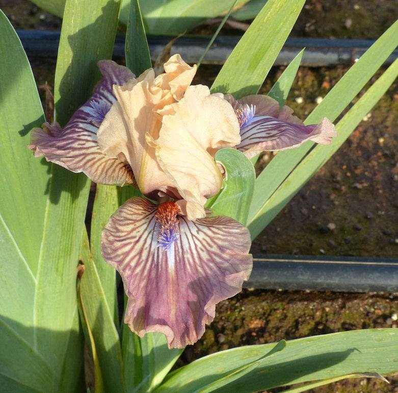 Photo of Standard Dwarf Bearded Iris (Iris 'Route Sixty-Six') uploaded by Misawa77