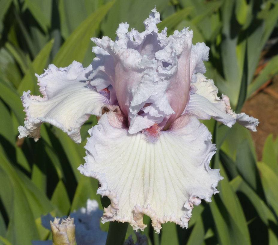 Photo of Tall Bearded Iris (Iris 'Strawberry Frosting') uploaded by Misawa77