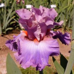 Location: Catheys Valley CA
Date: 3-31-2015
Photo courtesy of Superstition Iris Gardens, posted with permissi