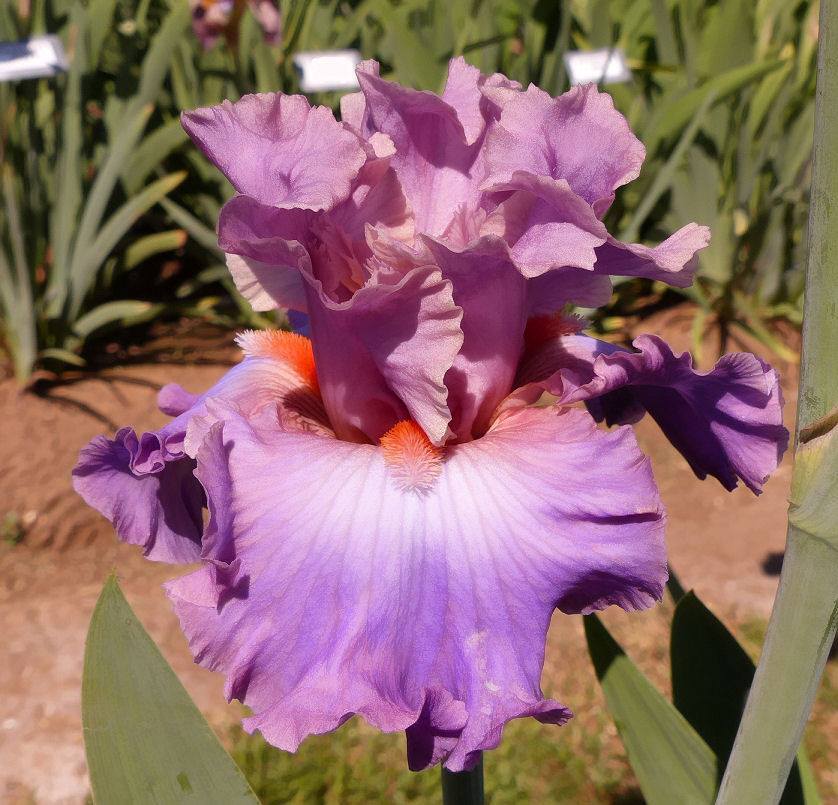 Photo of Tall Bearded Iris (Iris 'Prissy Christy') uploaded by Misawa77