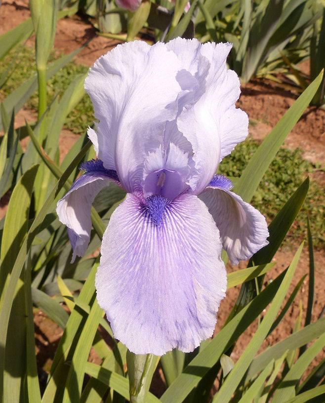 Photo of Arilbred Iris (Iris 'Tul Kerem') uploaded by Misawa77