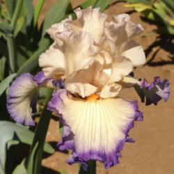 Location: Catheys Valley CA
Date: 3-28-2015
Photo courtesy of Superstition Iris Gardens, posted with permissi