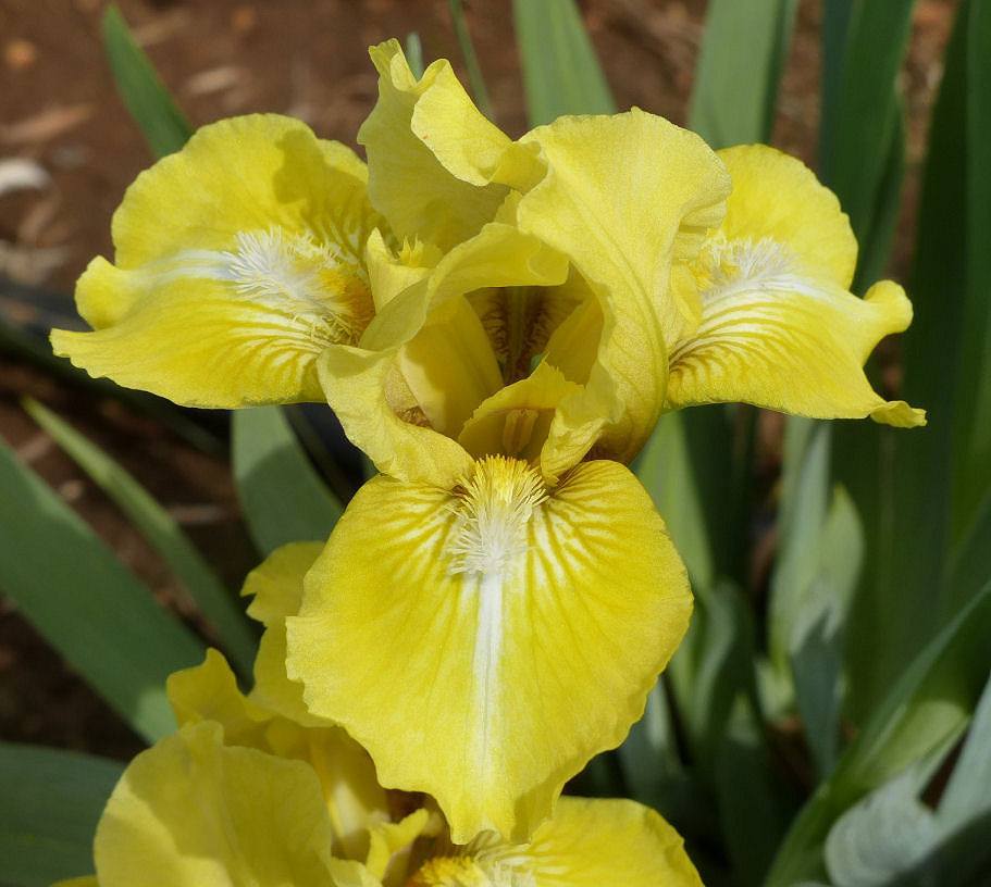 Photo of Standard Dwarf Bearded Iris (Iris 'It's Love') uploaded by Misawa77
