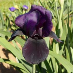 Location: Catheys Valley CA
Date: March 2015
Photo courtesy of Superstition Iris Gardens, posted with permissi