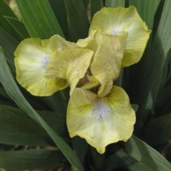 Location: Catheys Valley CA
Date: 3-25-2015
Photo courtesy of Superstition Iris Gardens, posted with permissi