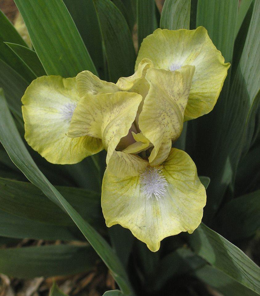 Photo of Standard Dwarf Bearded Iris (Iris 'Tender Tears') uploaded by Misawa77