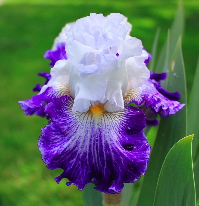 Photo of Tall Bearded Iris (Iris 'Cold Creek') uploaded by Moiris