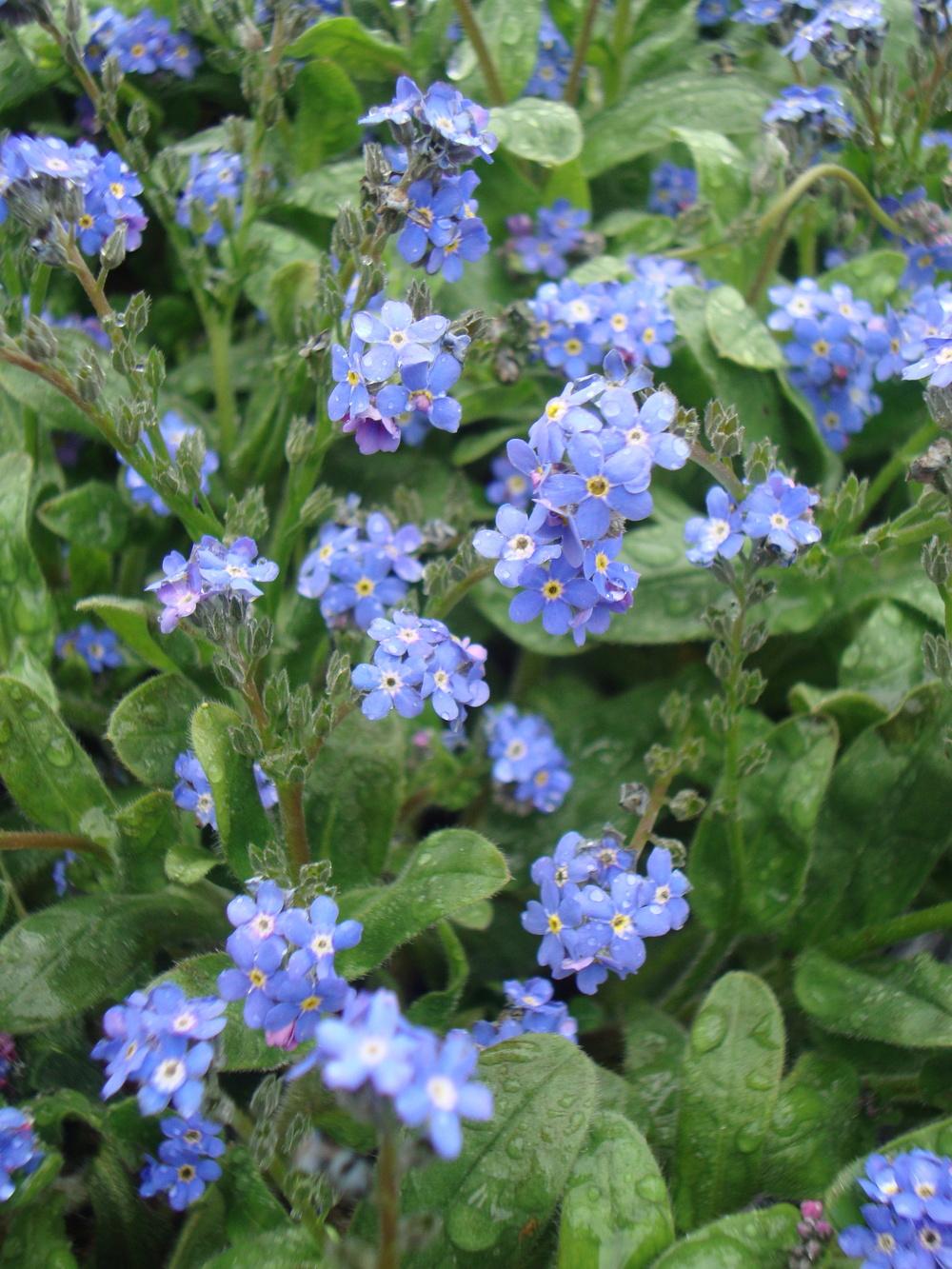 Photo of Water Forget-Me-Not (Myosotis scorpioides) uploaded by Paul2032