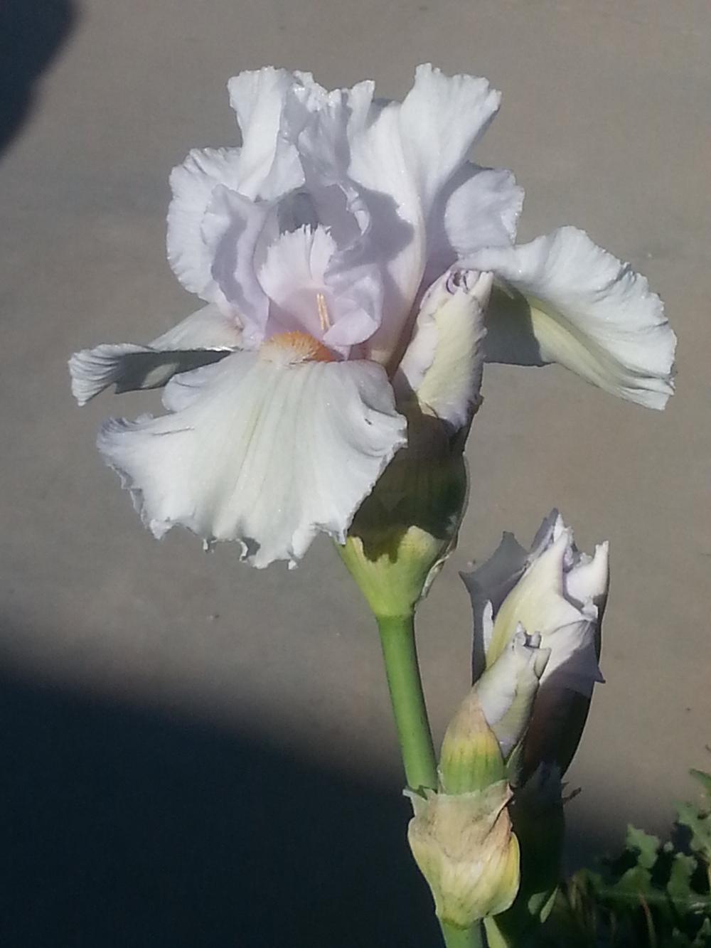 Photo of Tall Bearded Iris (Iris 'Eternal Bliss') uploaded by dragonfetti