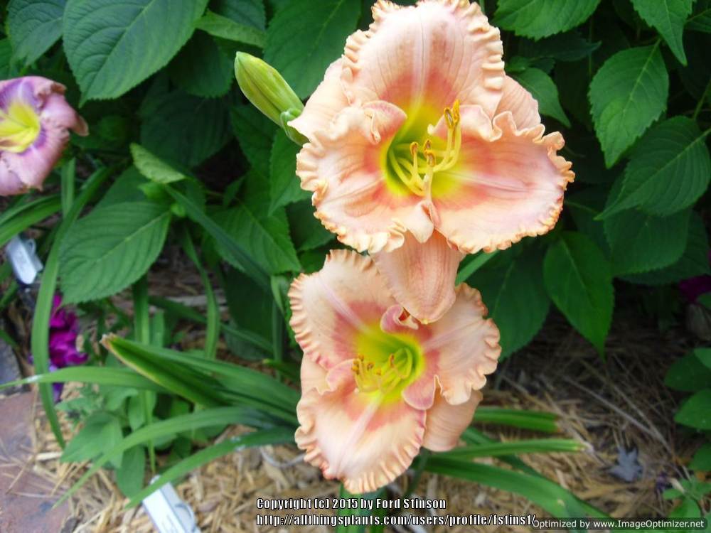 Photo of Daylily (Hemerocallis 'Sweeten the Deal') uploaded by fstins1